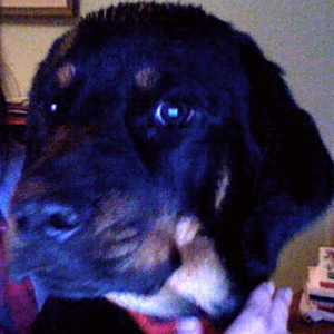 Daisy Dog