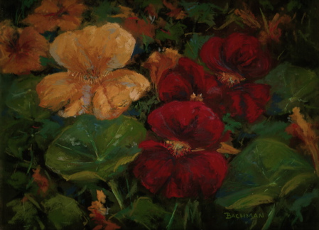 Nasturtiums- completed Nasturtiums- completed