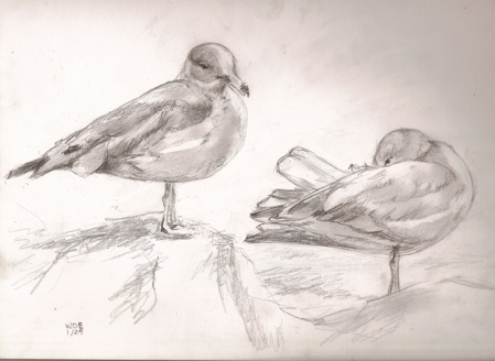 WDE-Jan25-Gulls